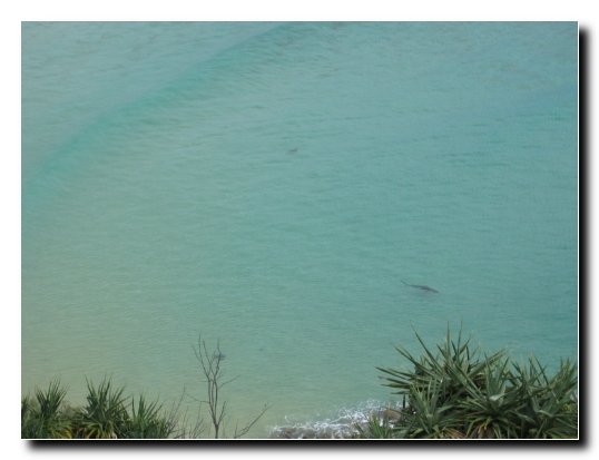 Fraser Island 17